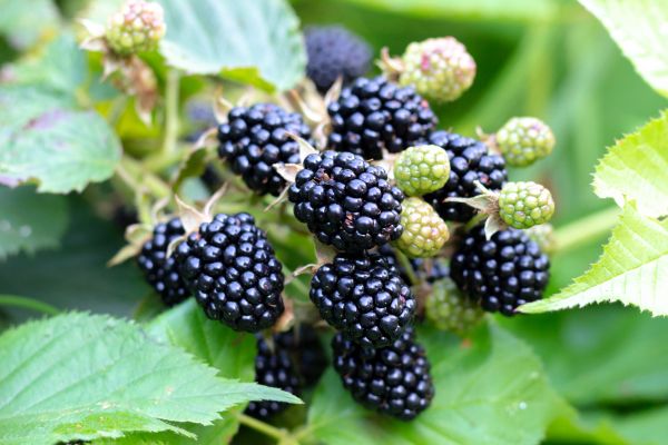 Blackberry Bush Removal in Manteca