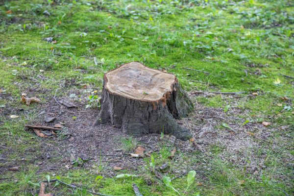 Bush Stump Removal in Manteca