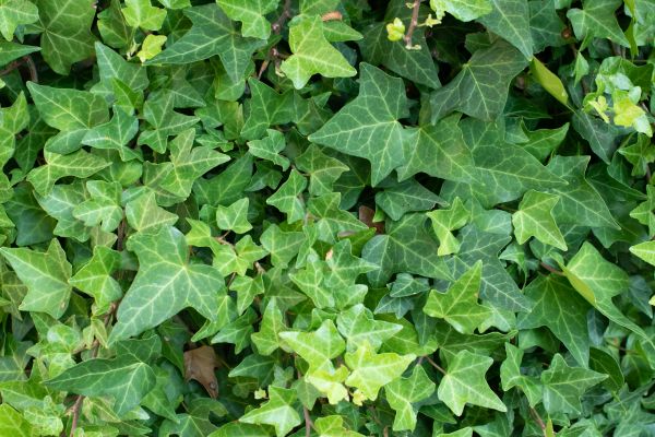 Cost of English Ivy Removal in Manteca
