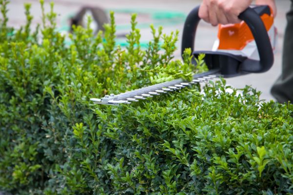 Hedge Pruning in Manteca