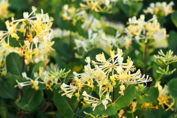 Cost of Honeysuckle Removal in Manteca
