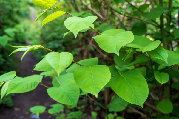 Invasive Plant Removal in Manteca