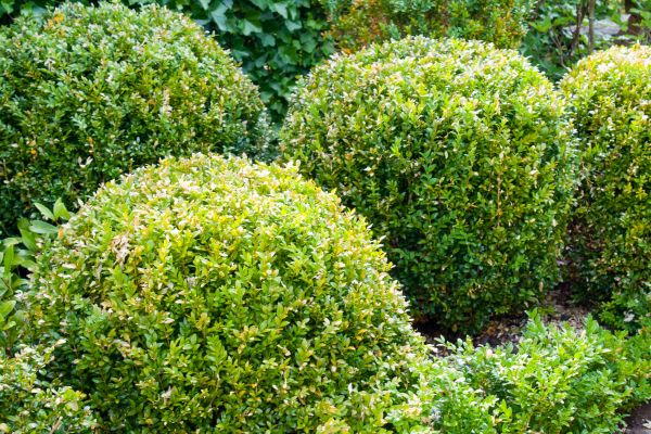 Landscape Trimming Service in Manteca