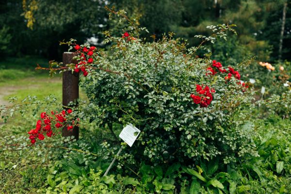 Cost of Rose Bush Removal in Manteca