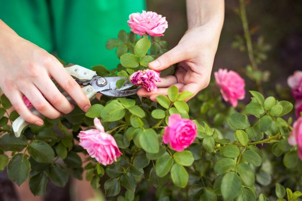 Rose Trimming in Manteca