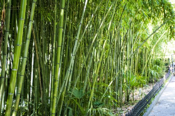 Bamboo Root Removal in Manteca