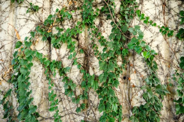 Vine Removal Service in Manteca