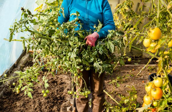 Garden Plant Removal in Manteca