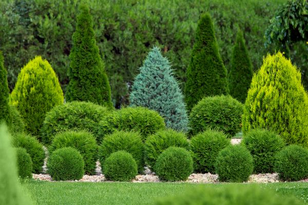 Shrub Shaping in Manteca