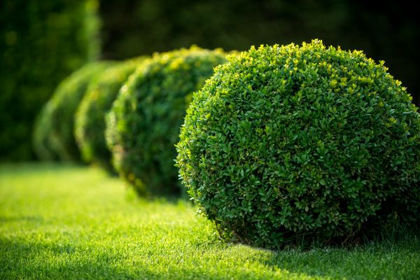 Bush Pruning in Manteca