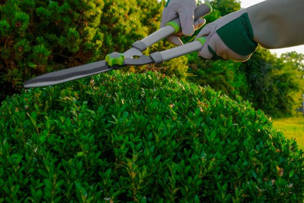 Topiary Shearing in Manteca