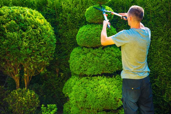 Topiary Shaping in Manteca