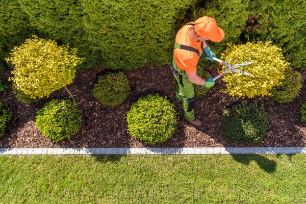 Topiary Trimming in Manteca
