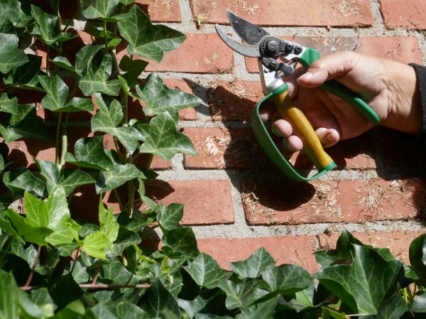 Ivy Removal Service in Manteca