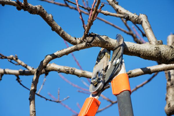 Selective Pruning in Manteca