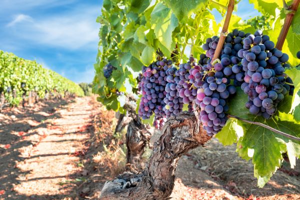 Grapevine Pruning in Manteca