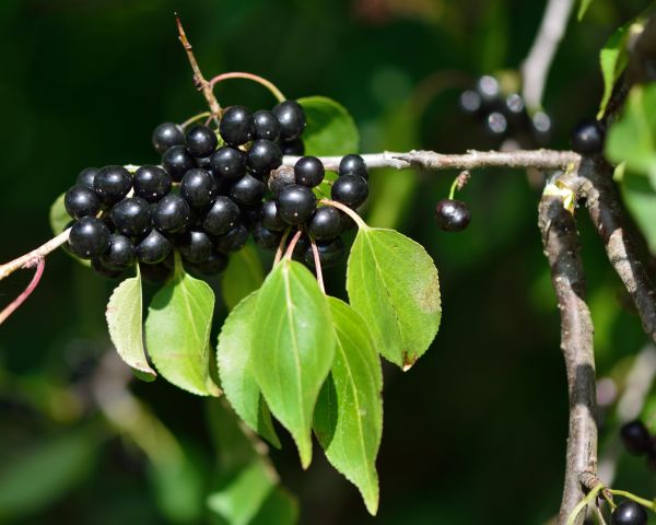 Buckthorn Removal in Manteca