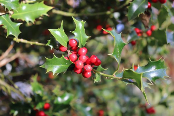 Holly Tree Trimming in Manteca