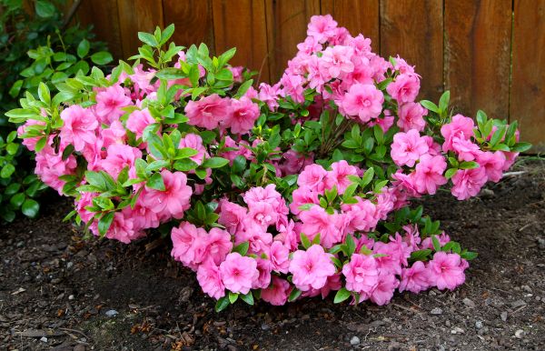 Azaleas Removal in Manteca