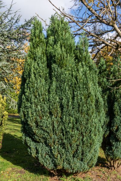 Cost of Juniper Trimming in Manteca