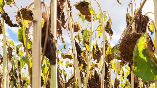 Dead Plant Removal in Manteca