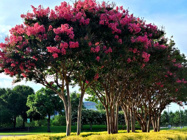 Crepe Myrtle Pruning in Manteca