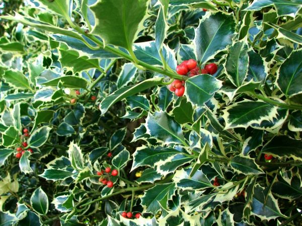 Holly Bushes Trimming in Manteca