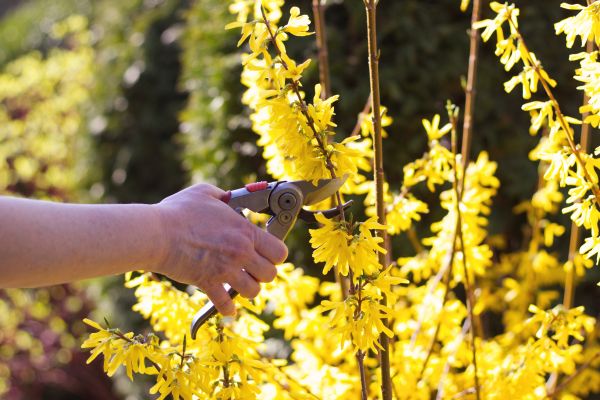 Forsythia Pruning in Manteca