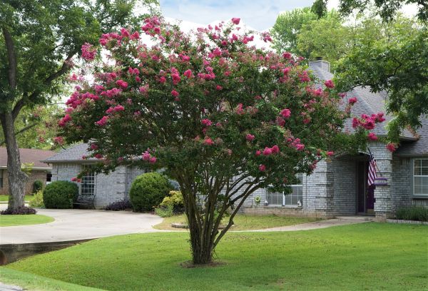 Crepe Myrtle Trimming in Manteca
