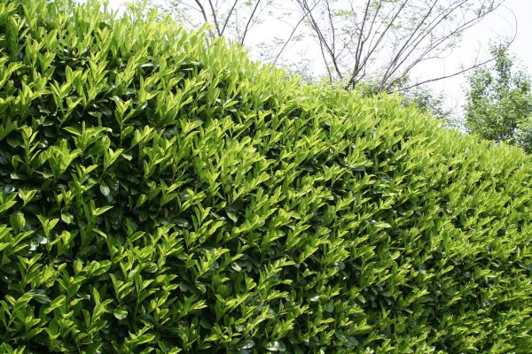 Laurel Shrub Removal in Manteca