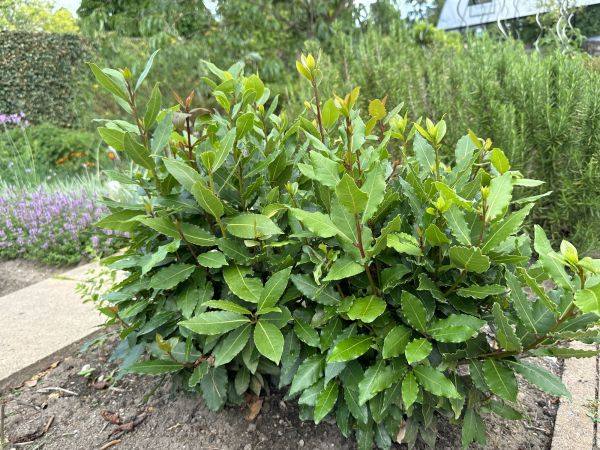 Laurel Hedge Removal in Manteca