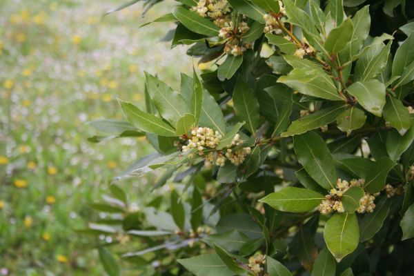Laurel Trimming in Manteca