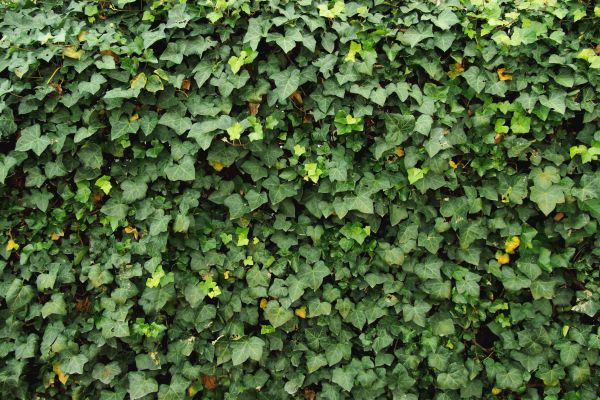 Ivy Pruning service in Manteca