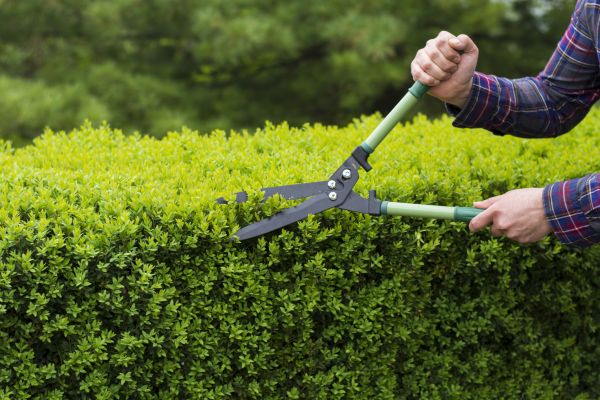 Cost of Evergreen Shrub Pruning in Manteca