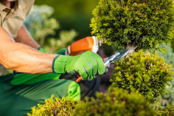Landscape Pruning Service in Manteca