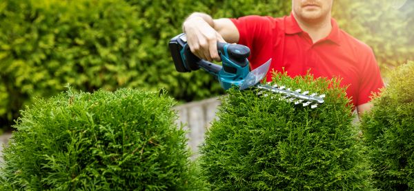 Hedge Shaping Service in Manteca