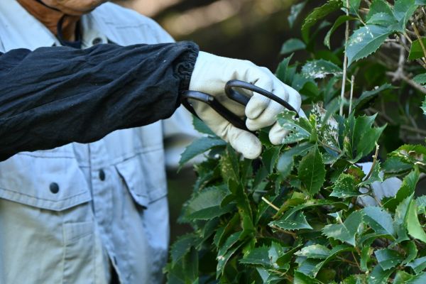 Holly Pruning in Manteca