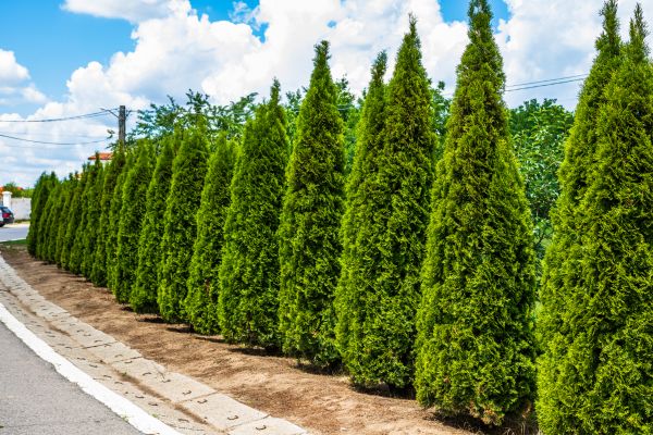 Arborvitae Shearing in Manteca