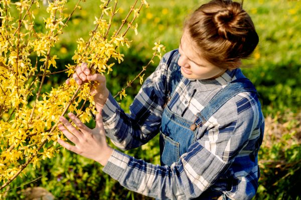 Forsythia Trimming in Manteca