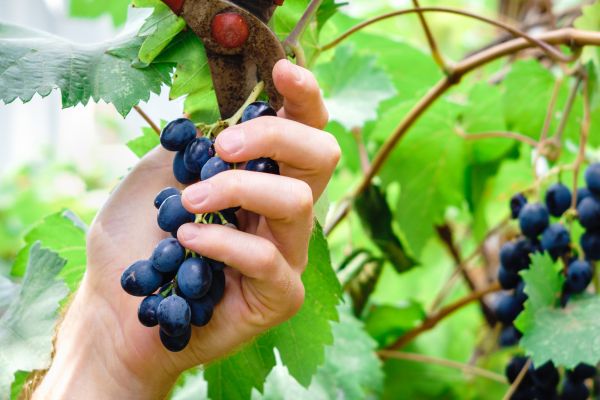 Vineyard Pruning in Manteca