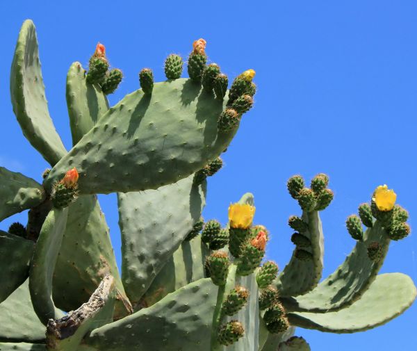Cost of Cactus Removal in Manteca