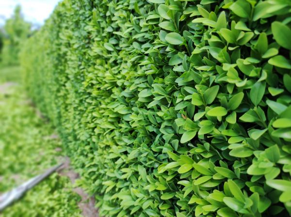 Boxwood Pruning in Manteca