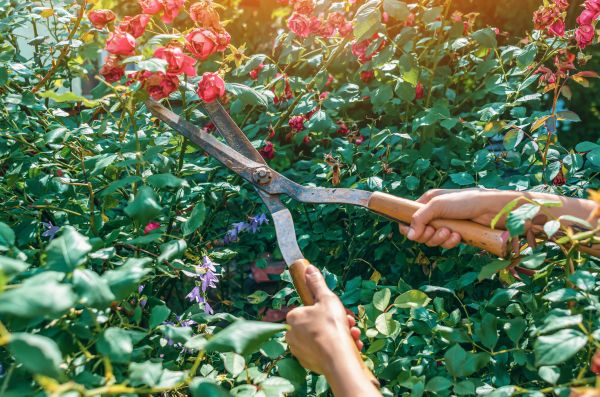 Knockout Roses Pruning in Manteca