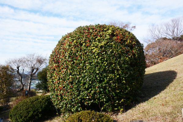 Holly Shrub Pruning in Manteca