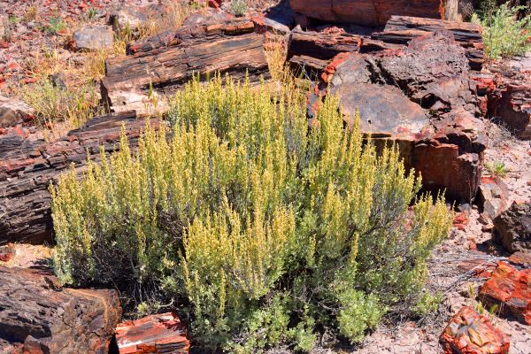 Sagebrush Removal in Manteca