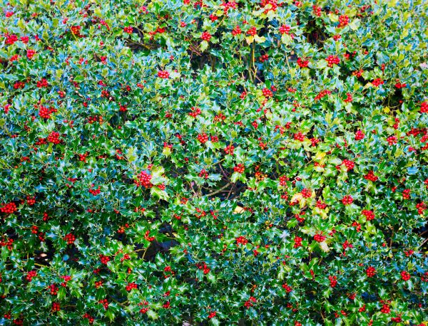 Holly Bush Removal in Manteca