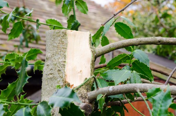 Holly Tree Removal in Manteca