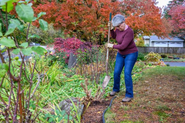 Dead Bush Removal in Manteca