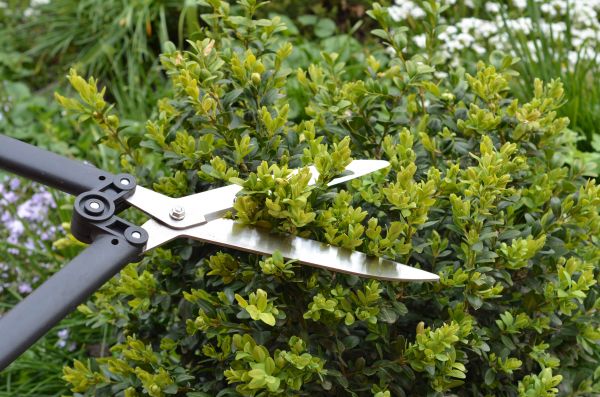 Boxwood Trimming in Manteca