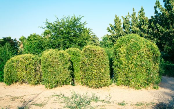 Bamboo Hedge Removal in Manteca